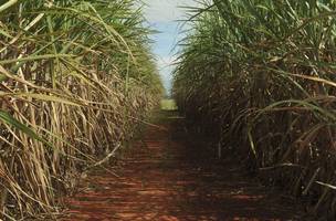 Cana-de-açúcar (Foto: Elza Fiúza/Agência Brasil)