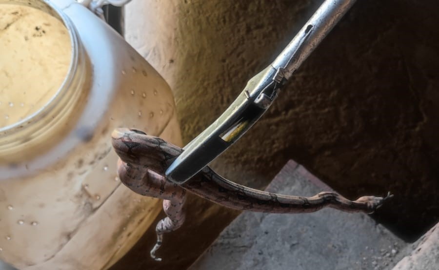 Cobra dentro de casa