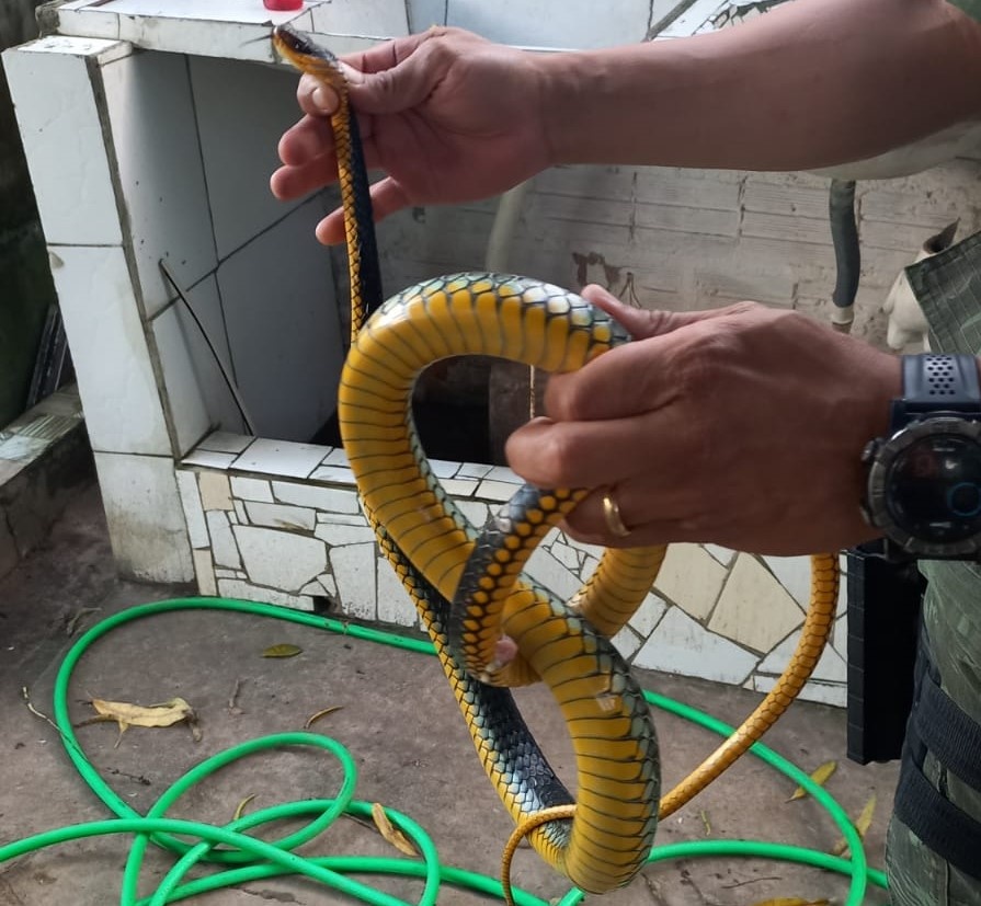 Cobra encontrada no quintal da residência
