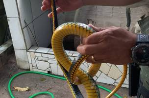 Cobra encontrada no quintal da residência (Foto: Divulgação)