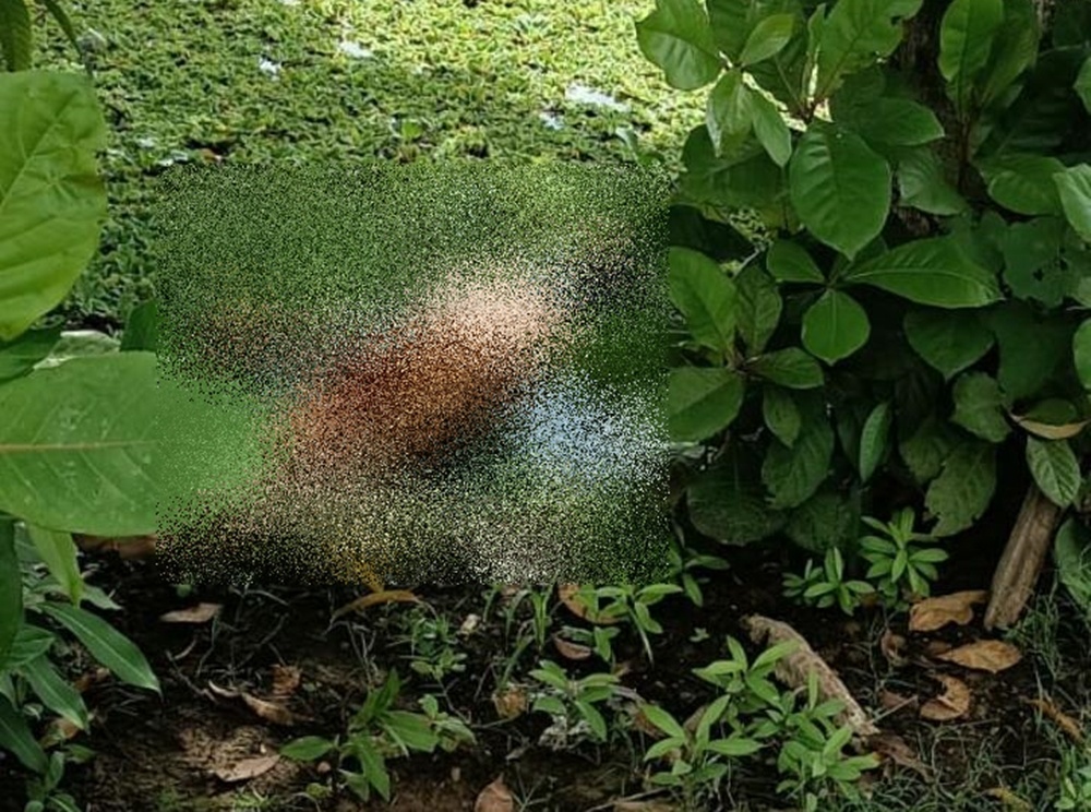 Corpo de homem é encontrado em lagoa por moradores no bairro São Joaquim