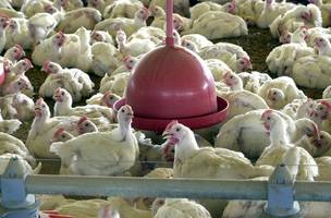 Ministério suspende feiras de aves para evitar gripe aviária no país (Foto: Divulgação)