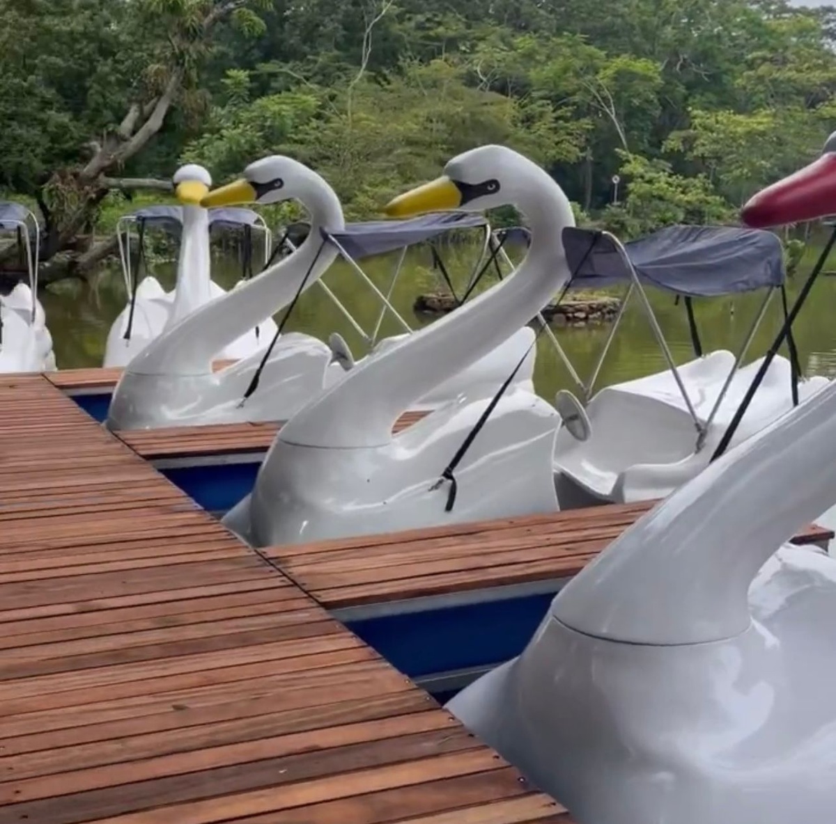 Pedalinho no Bioparque Zoobotânico