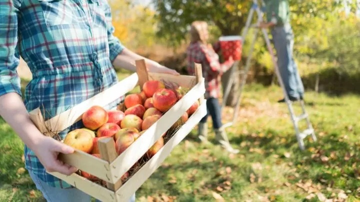 Roça sustentável é tema de dia de campo em Magalhães de Almeida-MA