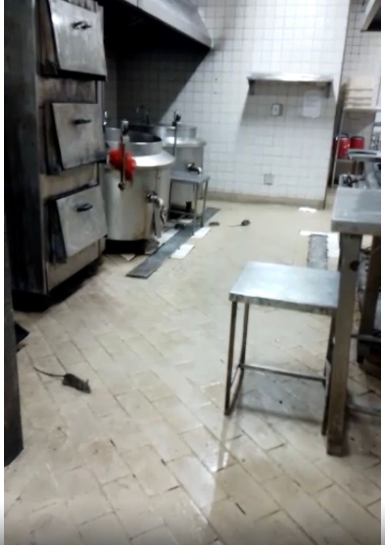 Imagens mostram ratos na cozinha do HGV e Ministério Público abre investigação