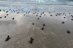 Mais de 300 filhotes de Tartarugas Marinhas nasceram no litoral do Piauí (Foto: Divulgação)