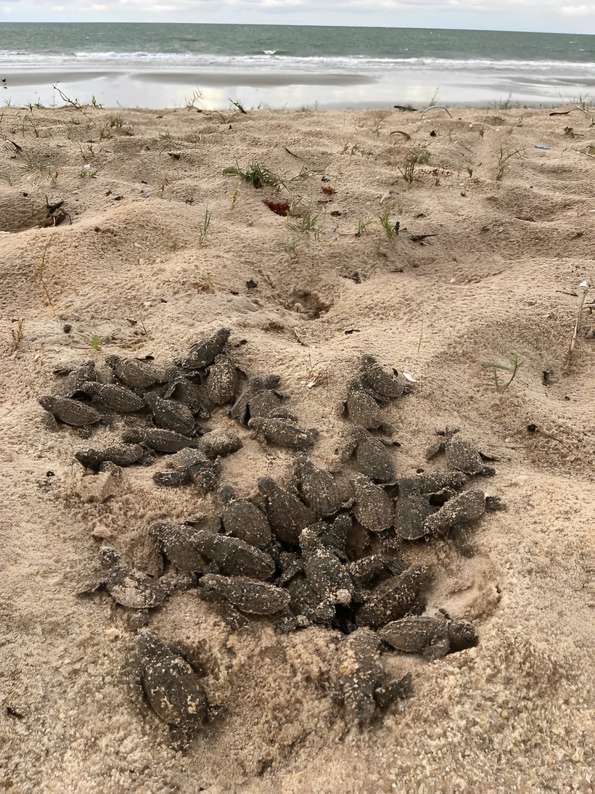 Poucas tartarugas sobrevivem até a idade de retornar ao litoral para a desova