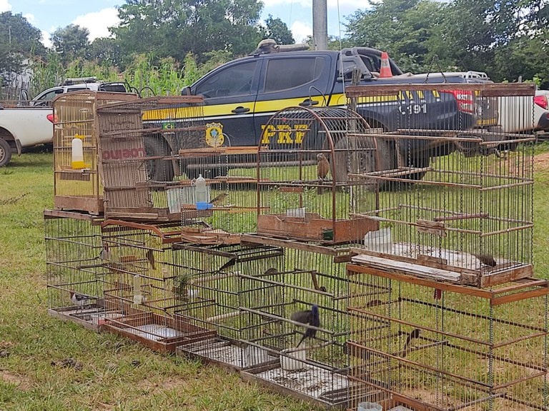 80 aves eram mantidas ilegalmente em cativeiro