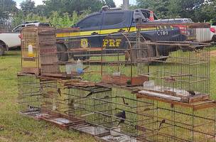 80 aves eram mantidas ilegalmente em cativeiro (Foto: PRF/Divulgação)