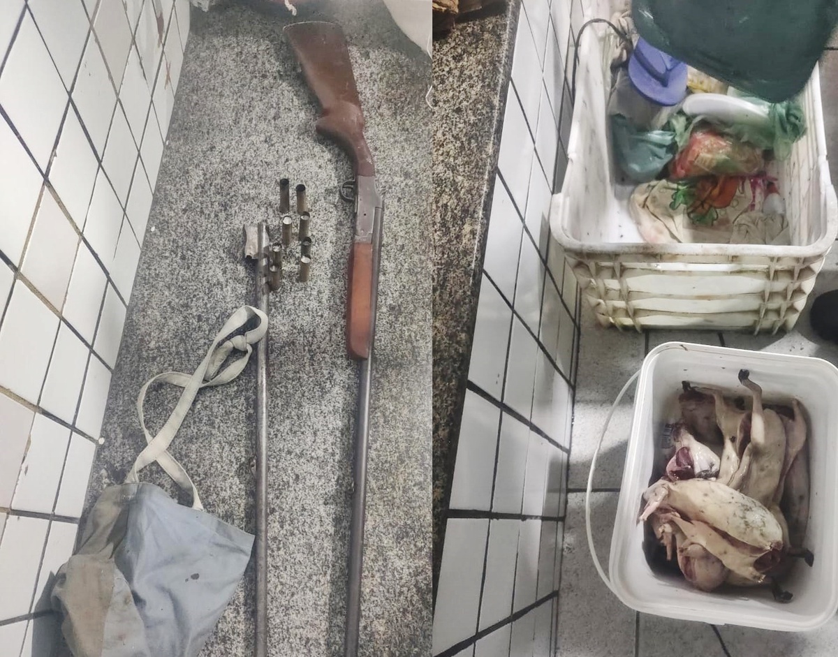 Arma e animais silvestres abatidos que foram apreendidos na ação