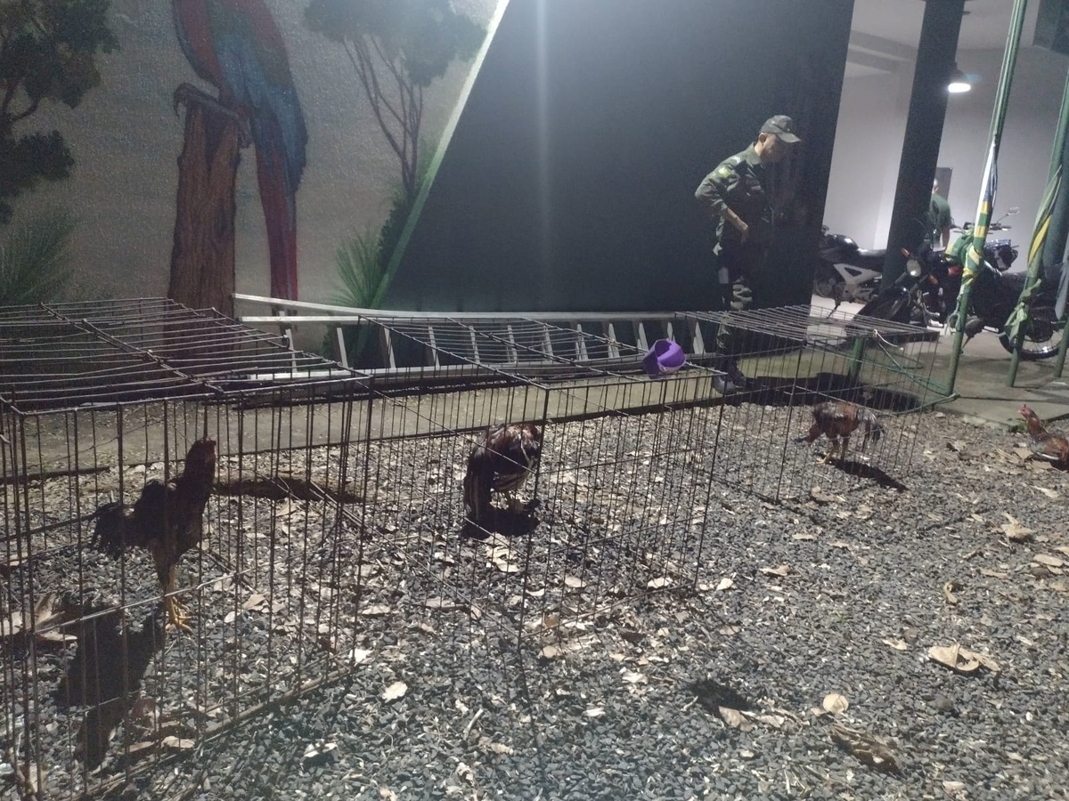As aves foram resgatadas e levadas para o Batalhão Ambiental