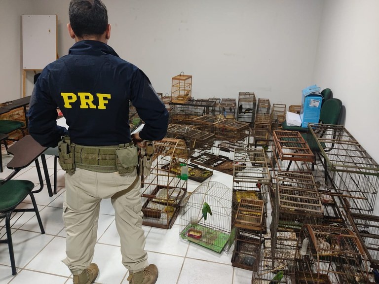 Aves resgatas em Operação Outono 2023