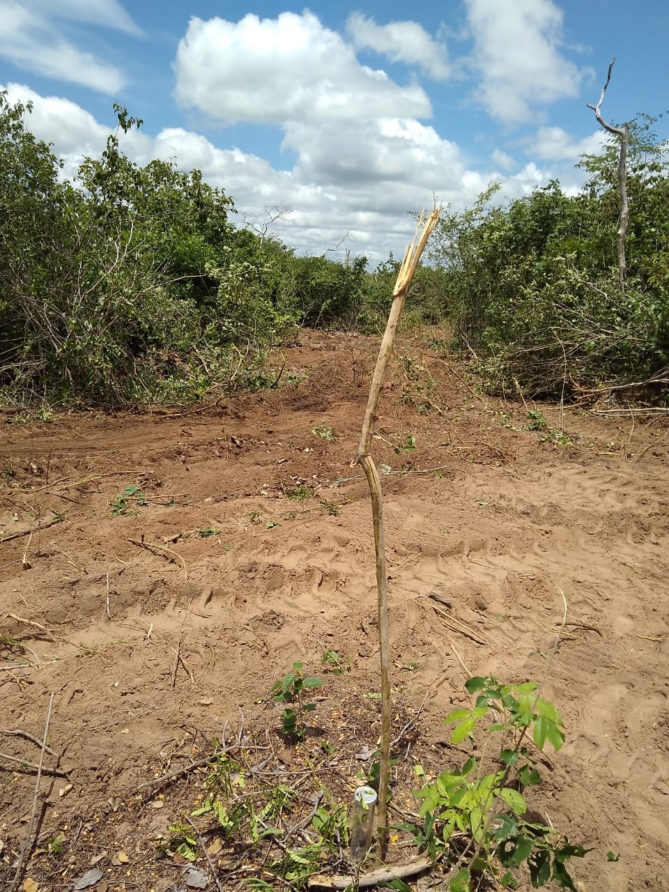 Desmatamento na Serra Vermelha