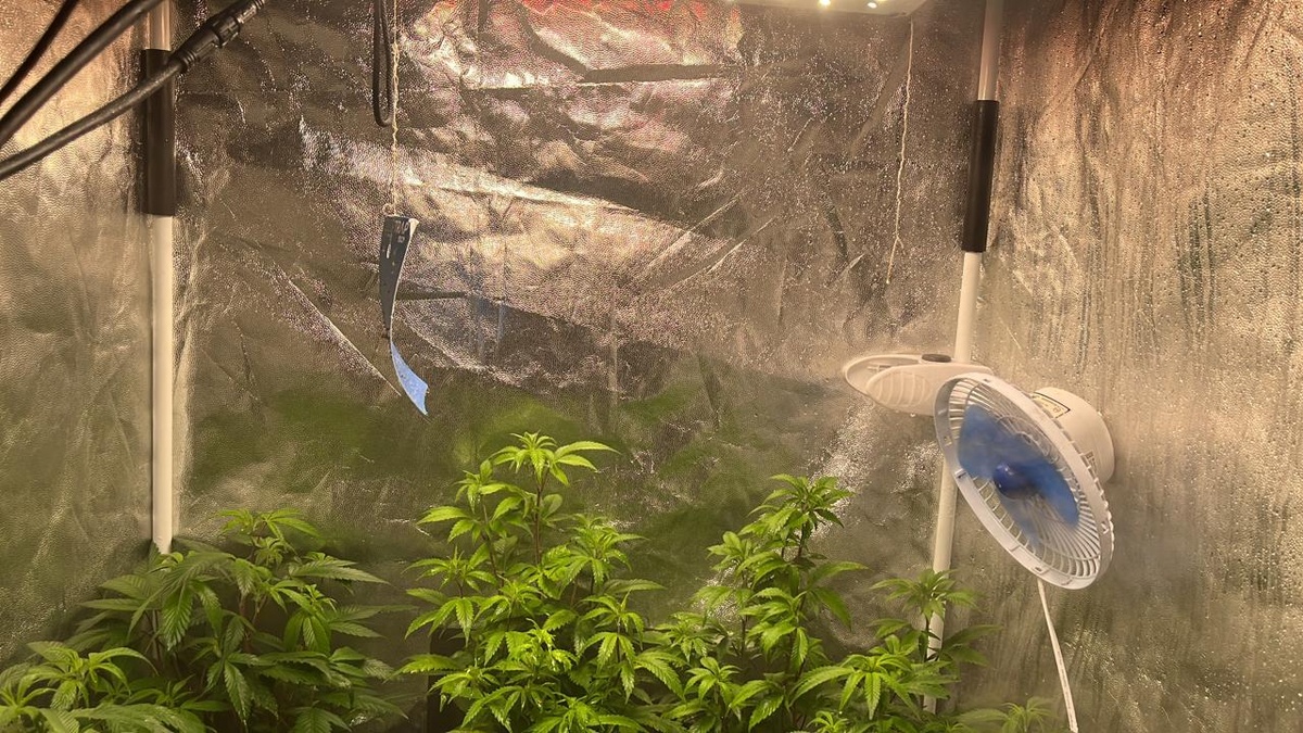 O local tinha uma estufa improvisada para o plantio de maconha