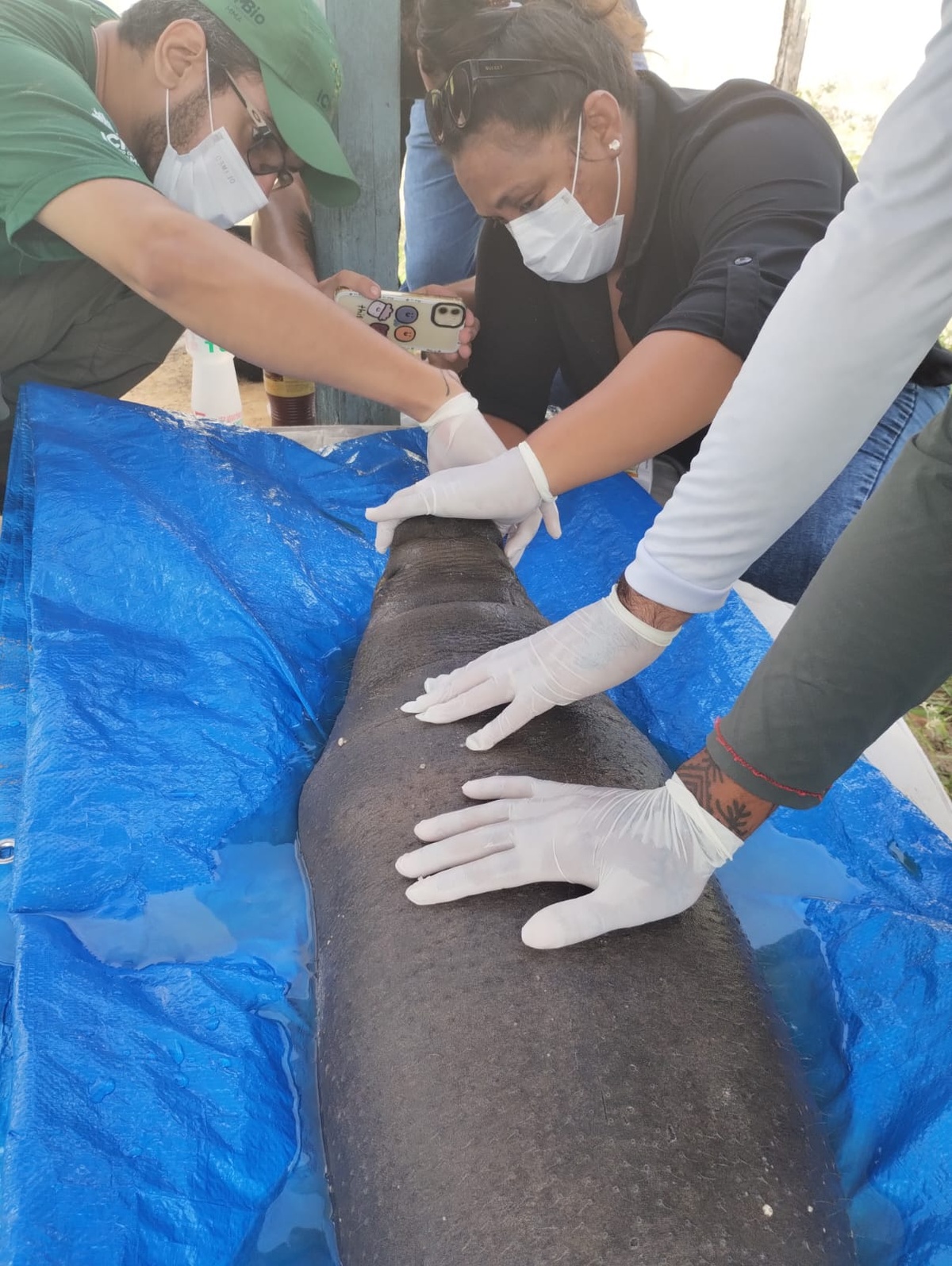 Peixe-Boi recém-nascido encontrado encalhado na praia da Pedra do Sal,