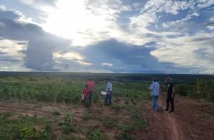 Produção de feijão é atacada por praga (Foto: Governo do Piauí/Divulgação)