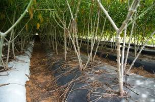 Embrapa desenvolve tecnologia que facilita o cultivo da mandioca de mesa no Cerrado (Foto: Embrapa Cerrados)