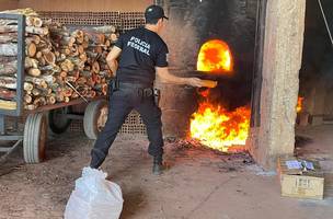 Entorpecentes de diversos tipos foram destruídos na ação (Foto: PF)