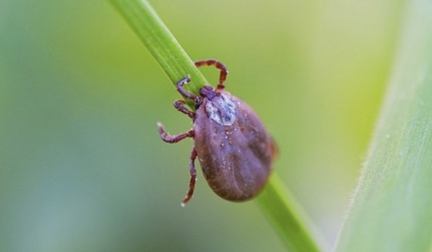 Febre Maculosa