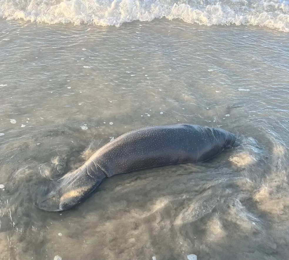 O animal não foi mais avistado depois de ser empurrado de volta ao mar