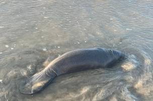 O animal não foi mais avistado depois de ser empurrado de volta ao mar (Foto: Reprodução)