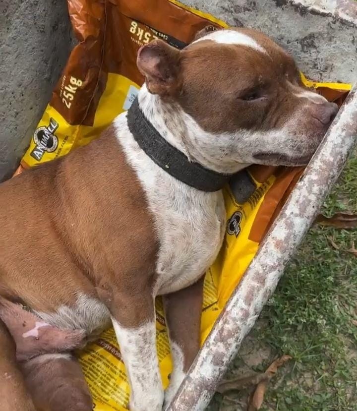 O animal passará por perícia para identificar causa da morte