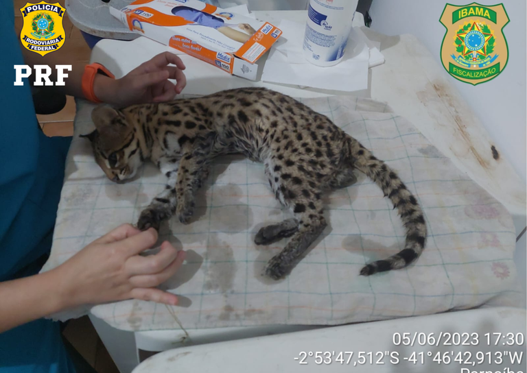 O felino segue recebendo atendimento veterinário na sede do Ibama