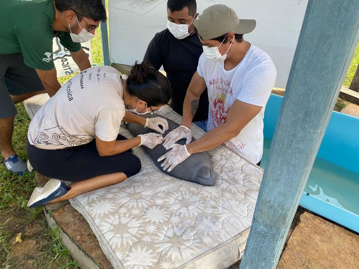 Os Biólogos que estão cuidando do Peixe-Boi o estão alimentando com leite de soja e hidratando com água de coco