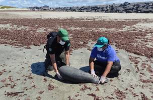 Resgate de peixe-boi no litoral (Foto: Divulgação)