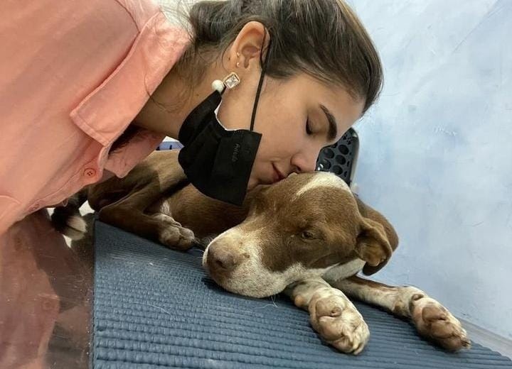 Tião era da raça pitbull