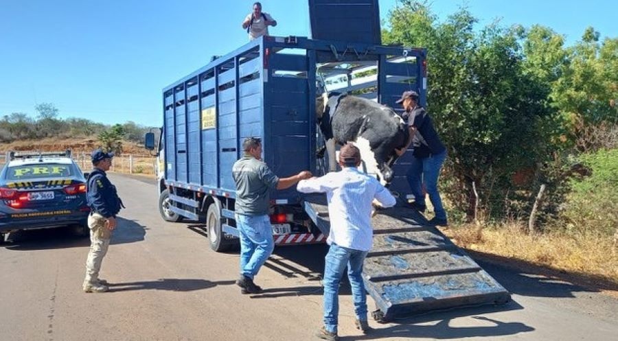 A operação recolheu ao todo 59 animais