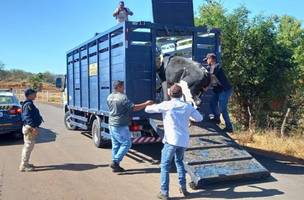 A operação recolheu ao todo 59 animais (Foto: PRF)