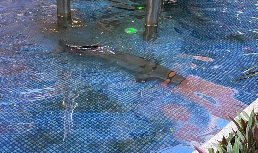 Chama atenção a pouca profundidade do tanque onde os peixes estão