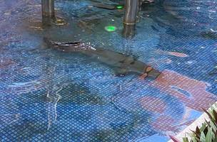 Chama atenção a pouca profundidade do tanque onde os peixes estão (Foto: Reprodução)