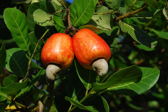 Fruto do Caju
