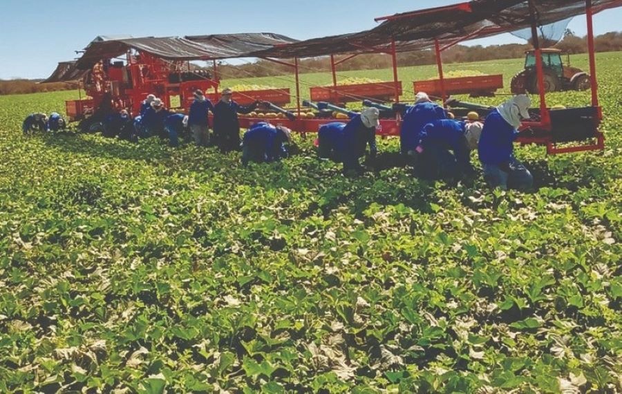 Melão, a grande produção e a geração de empregos em Pajeú