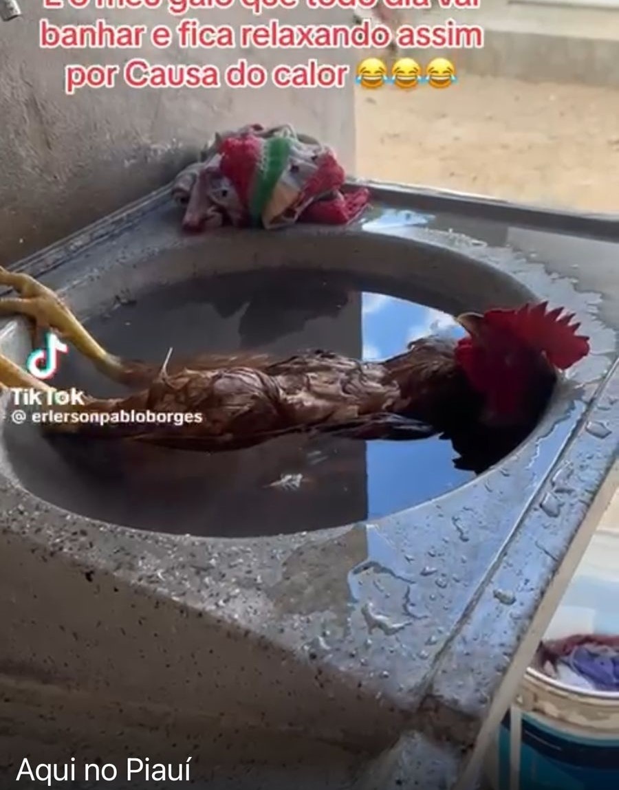 O galo relaxa em plena temperatura acima dos 37 em Teresina. Sua piscina, a pia de serviço, da casa