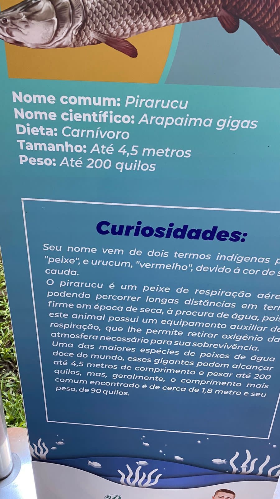O shopping teve todo o cuidado de divulgar os dados sobre o pirarucu, nessa placa. Mas descuidou-se no tratamento do animal