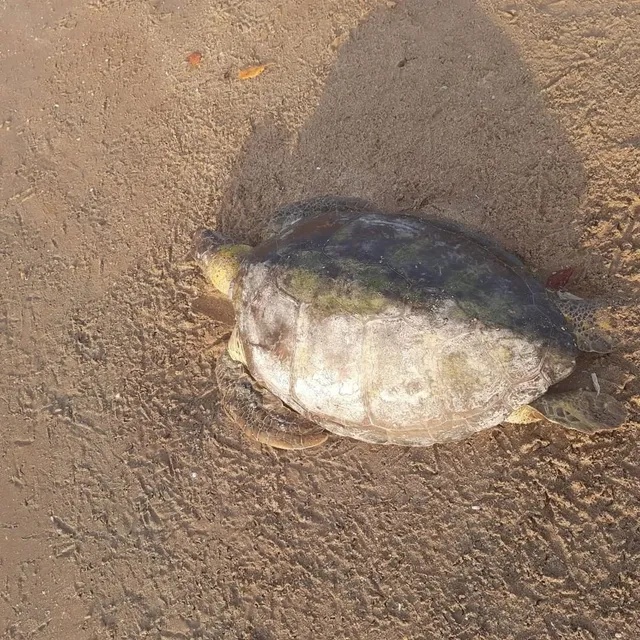 Tartaruga encontrada na praia