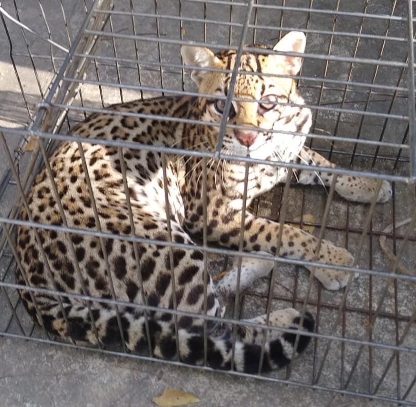 A jaguatirica estava atacando animais domésticos de terras da região