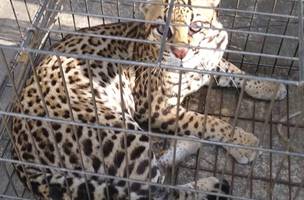 A jaguatirica estava atacando animais domésticos de terras da região (Foto: SSP-PI)
