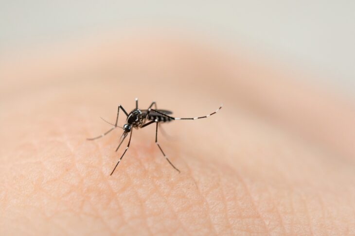 Aedes Aegypti