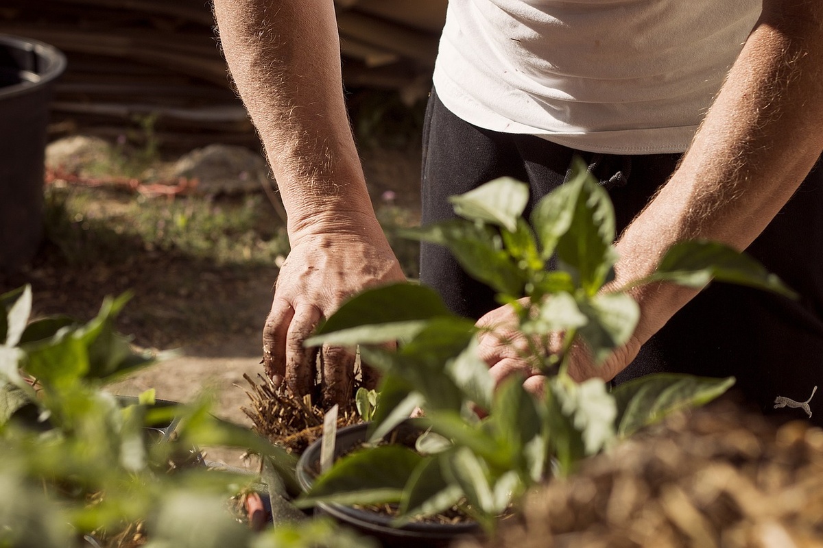 Agricultura