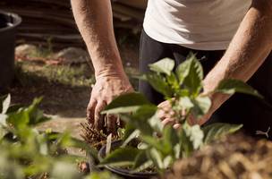 Agricultura (Foto: Pixabay)