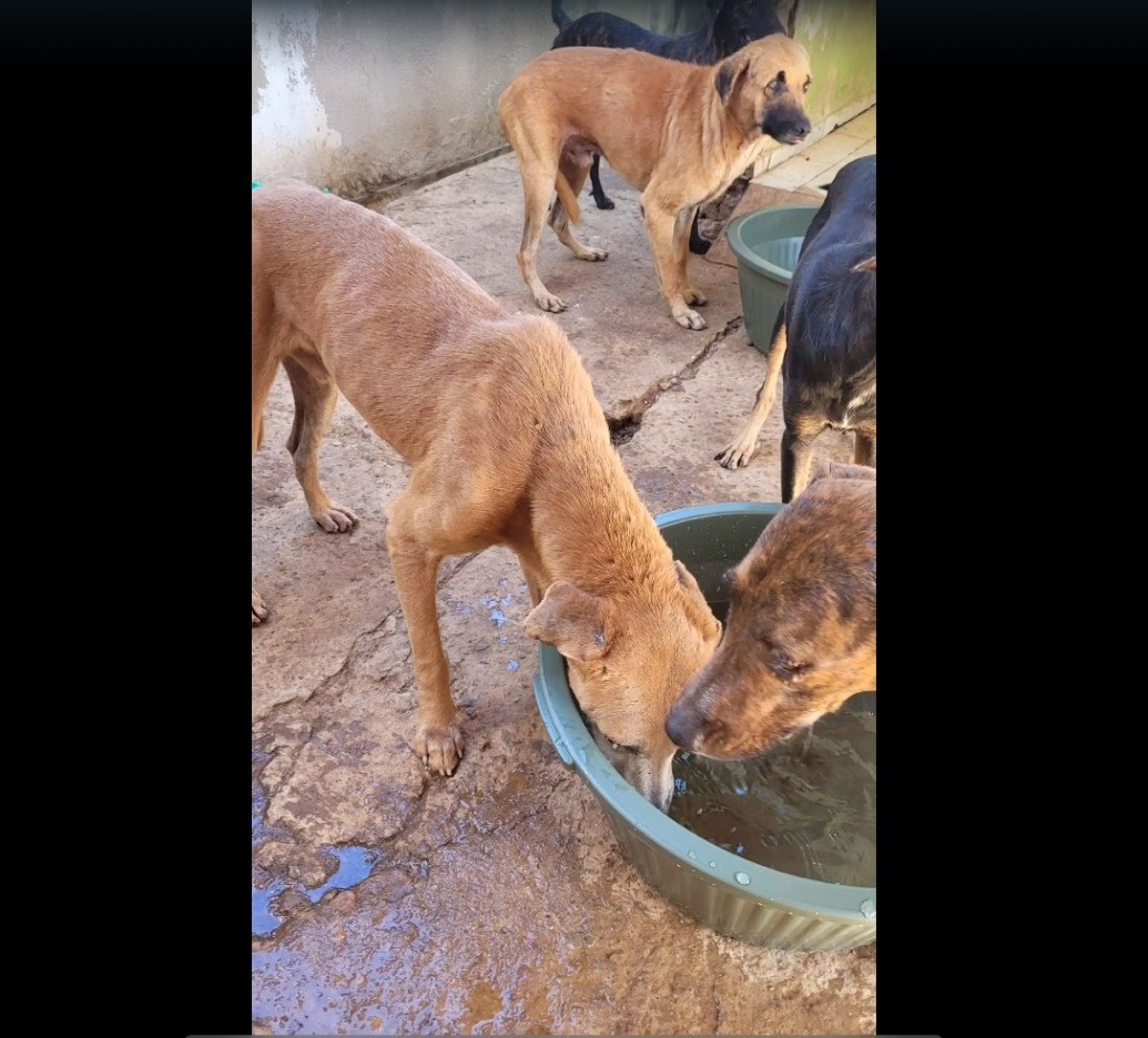 Animais mal tratados