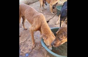 Animais mal tratados (Foto: Policia Civil)