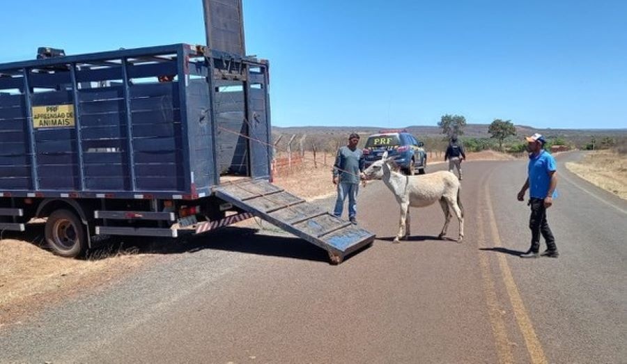 Animais na pista