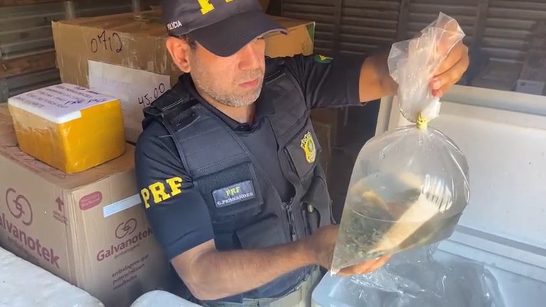 apreensão