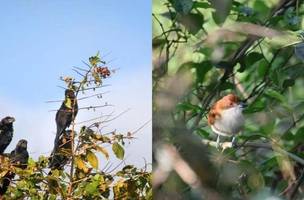 Bora Passarinhar Teresina (Foto: BirdWatchThe)