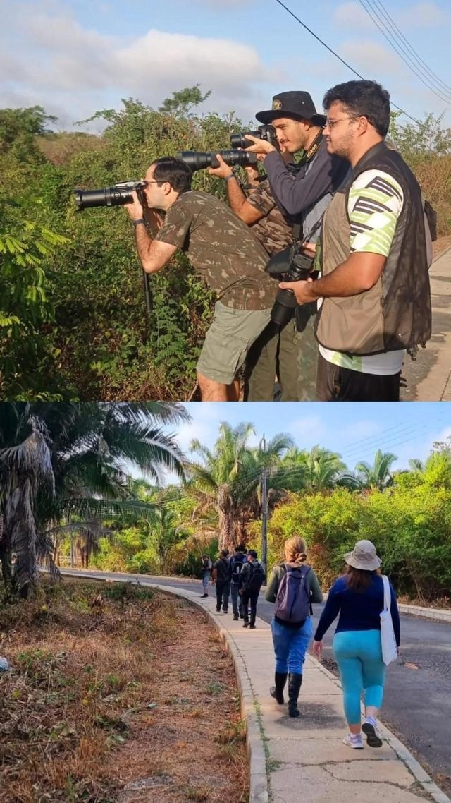 Bora Passarinhar Teresina